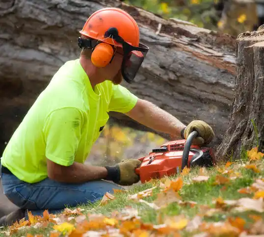 tree services The Pinehills